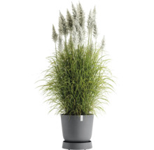 Pampasgras im Topf