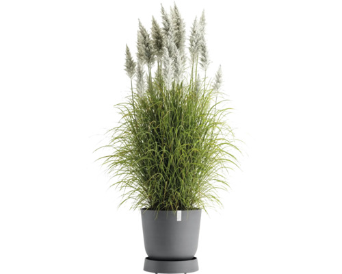 Pampasgras im Topf