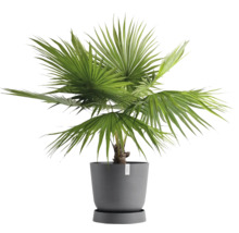 Hanfpalme im Topf für den Innenbereich