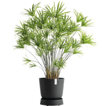 Zypergras in einem Pflanzgefäß