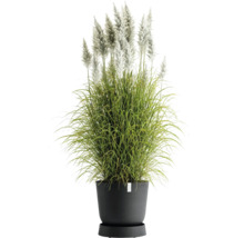 Pampasgras in einem Topf