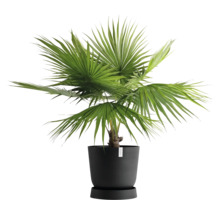 Hanfpalme im Topf