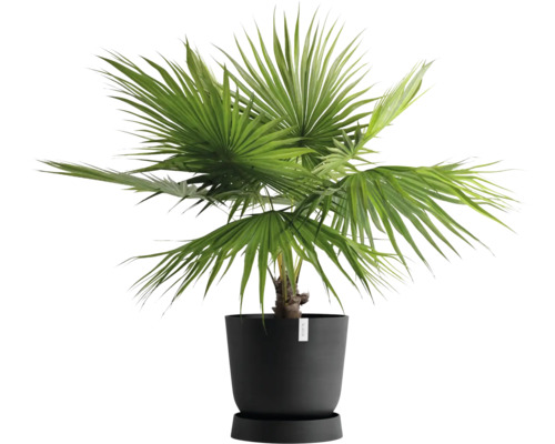 Hanfpalme im Topf