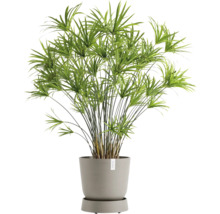 Zypergras in einem Topf