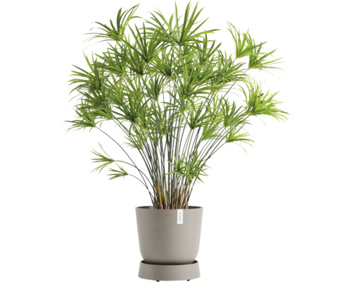 Zypergras in einem Topf