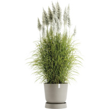 Pampasgras im Topf für den Außenbereich
