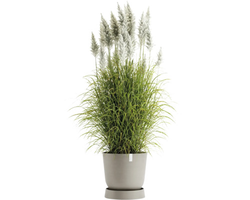 Pampasgras im Topf für den Außenbereich