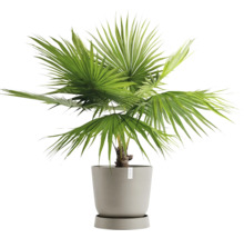 Zwergpalme im Topf für den Innenbereich