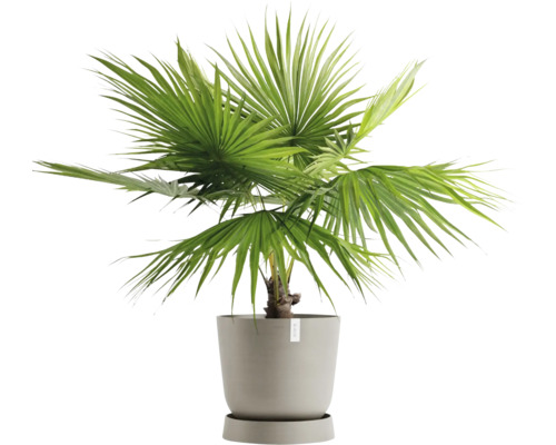 Zwergpalme im Topf für den Innenbereich