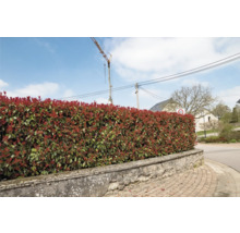 Im Bild ist eine dichte, geschnittene Photinia Hecke auf einer Steinmauer zu sehen.