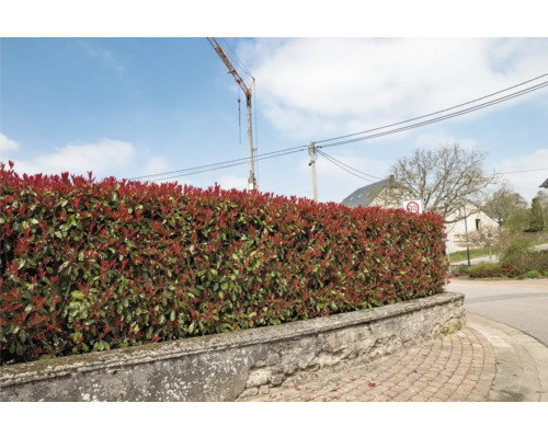 Im Bild ist eine dichte, geschnittene Photinia Hecke auf einer Steinmauer zu sehen.