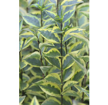 Im Bild ist ein Ovalblatt Liguster mit gelb-grün panaschierten Blättern zu sehen.