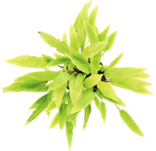 Cryptocoryne wendtii Zimmerpflanze von oben