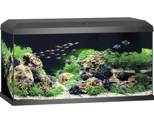 Eingerichtetes Aquarium mit Fischen, Steinen und Pflanzen