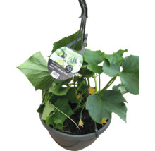 Hängeampel mit Salatgurkenpflanze