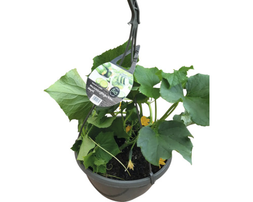 Bio Minischlangengurken Ampel Ø 27 cm Hängeampel mit Salatgurkenpflanze