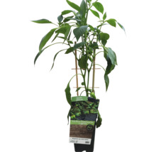 Paprikapflanze im Topf mit Stützstäben