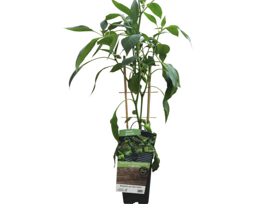 Bio Grill- und Bratpaprika 'Friggitello' Co 3 L Paprikapflanze im Topf mit Stützstäben