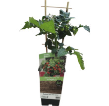 Cherrytomate im Topf mit Rankhilfe