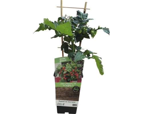 Bio Kinder-Cherrytomate 'Strongboy' Co 3 L Cherrytomate im Topf mit Rankhilfe