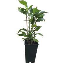 Paprikapflanze im Topf mit Pflanzenstütze