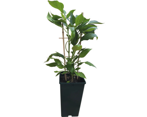 Paprikapflanze im Topf mit Pflanzenstütze