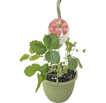 Erdbeerpflanze in einem Topf mit Aufhänger