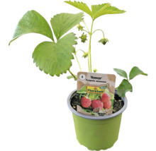 Erdbeerpflanze ''Honeoye'' im Topf