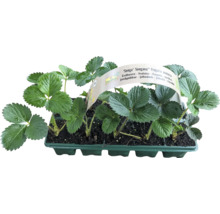 Erdbeerpflanzen der Senga-Sengana-Sorte in einer Pflanzschale