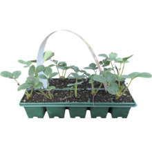 Erdbeerpflanzen in einer Anzuchtbox