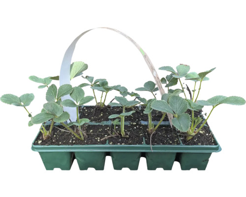 Bio Erdbeere 'Mieze Schindler' FloraSelf Bio 10-er Pack, Späte Sorte Erdbeerpflanzen in einer Anzuchtbox