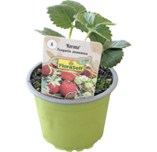 Erdbeerpflanze der Sorte Korona im Topf mit FloraSelf Bio Etikett
