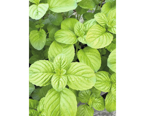 Basilikum-Minze FloraSelf Mentha piperita 'Basil' H 5-20 cm Co 0,5 L