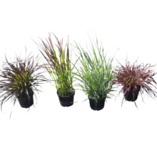 Verschiedene Ziergräser in Töpfen