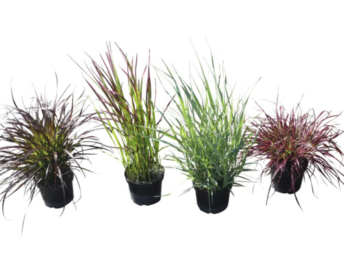 Verschiedene Ziergräser in Töpfen