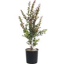 Kreppmyrte im Topf für den Außenbereich