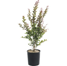 Kreppmyrte in einem Topf