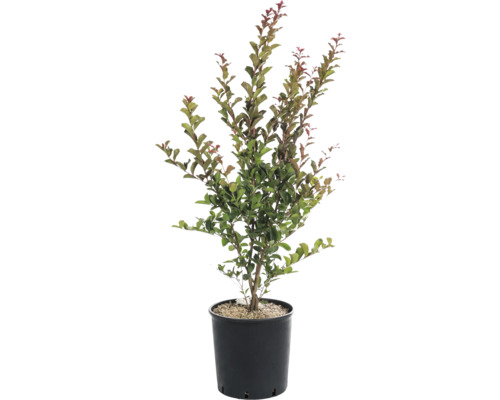 Kreppmyrte in einem Topf