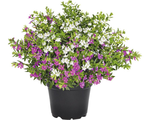 Japanische Scheinmyrthe, Cuphea Duo FloraSelf Ø 12 cm Topf rosa und weiß