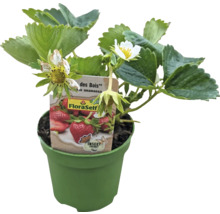 Erdbeerpflanze im Topf mit Blüten und Blättern