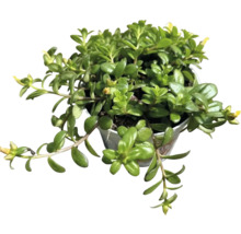 Geldbegier Zimmerpflanze im Topf