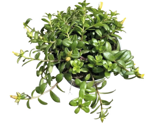 Topf mit Sukkulente mit gelben Blüten