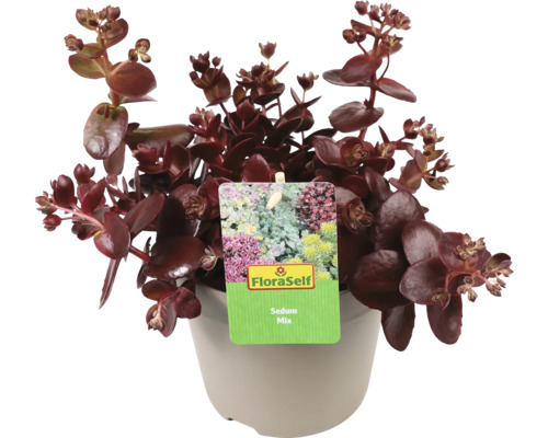 Fetthenne Mix im Topf