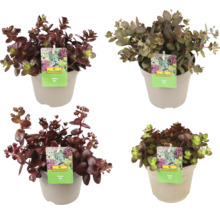 Verschiedene Fetthennen in Töpfen