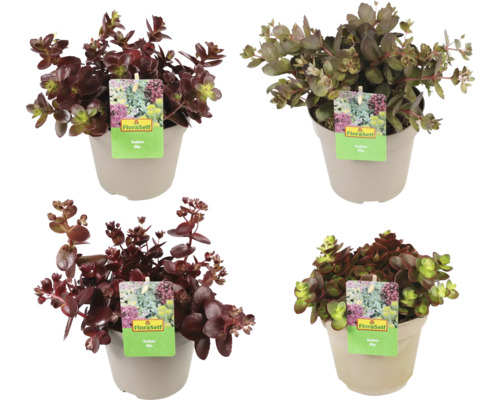 Verschiedene Fetthennen in Töpfen