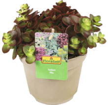 Sedum Mix Pflanze im Topf mit FloraSelf Etikett