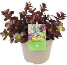 Sedum Mix Pflanze im Topf