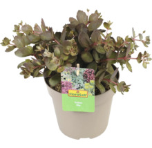 Fetthenne Mix im Topf