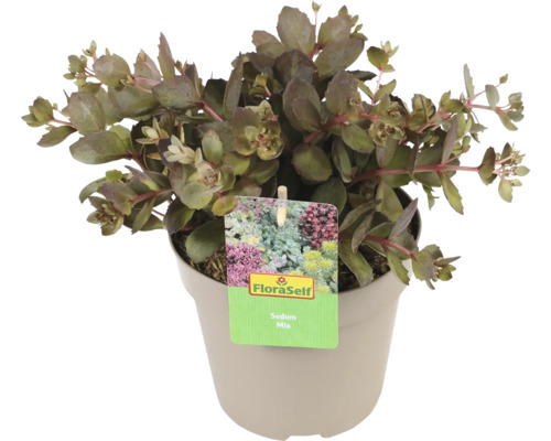 Fetthenne Mix im Topf