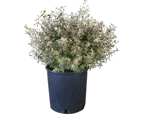 Immergrüner Strauch im Topf für den Garten